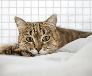 Katzennetz-Shop Angebotserstellung Katzensicherung
